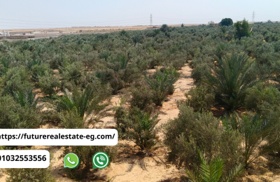 مزرعة 5 فدان بلح وزيتون للبيع قرب العاشر من رمضان – مسجَّلة شهر عقاري